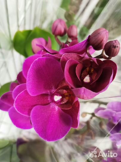 Цветущие орхидеи Монако, Violet Queen, Намора и др