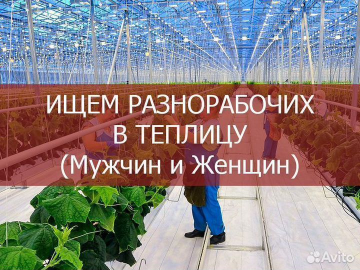 Разнорабочий в теплицу