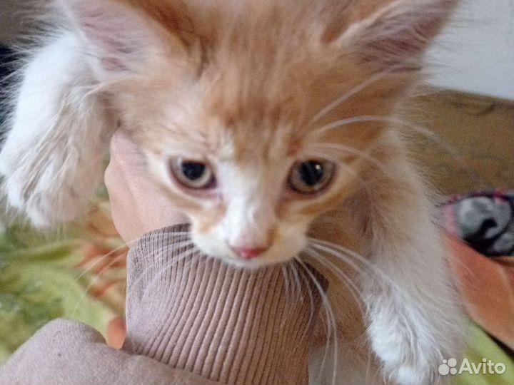 Рыжий котенок девочка в добрые руки бесплатно