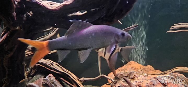 Лабео биколор