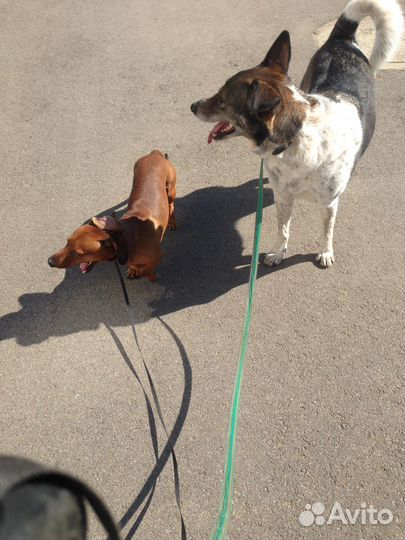 Передержка животных, догситтер