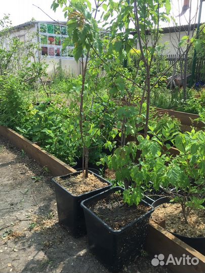 Клён Гиннала