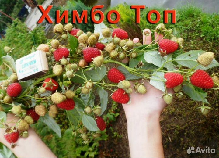 Малина (саженцы)