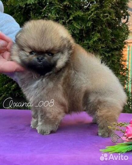 Шпиц померанский