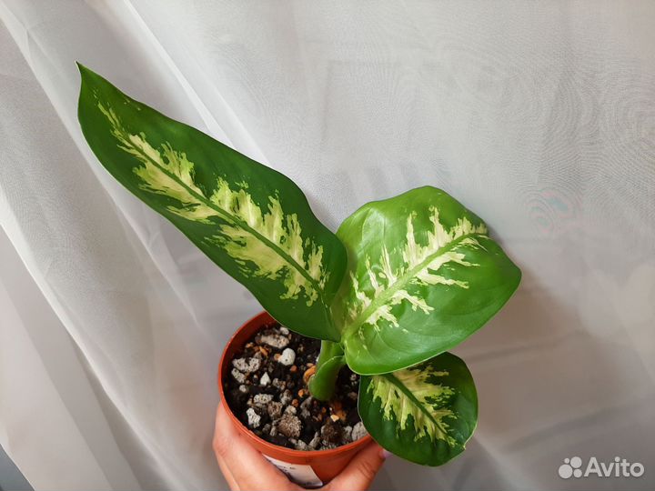 Комнатные домашние растения