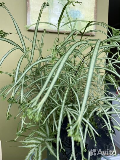 Птерис критский