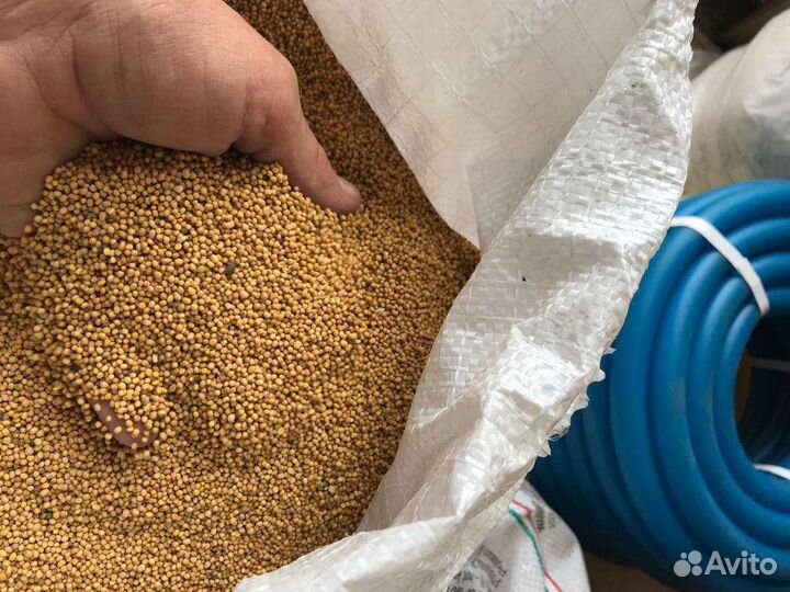 Горчица жëлтая сидерат