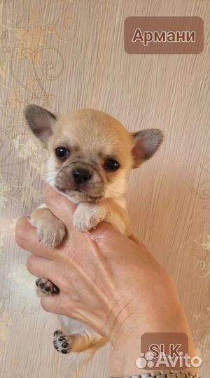 Щенки чихуахуа большой выбор окрасов