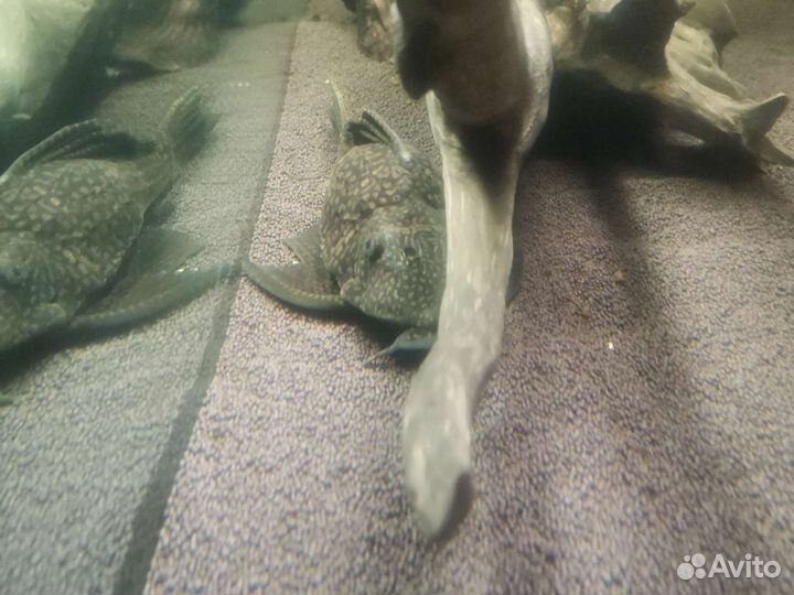 Парчевый сом