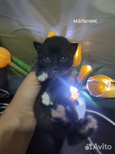 Кошка в дар