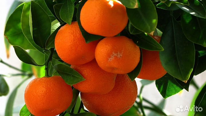 Саженцы мандарина