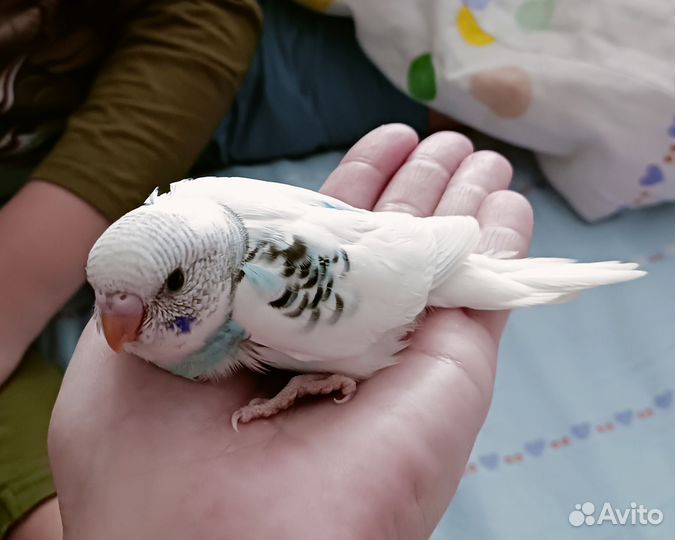 Птенцы волнистых попугаев
