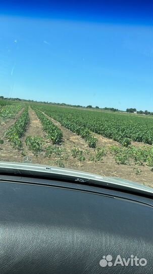 Перец болгарский оптом