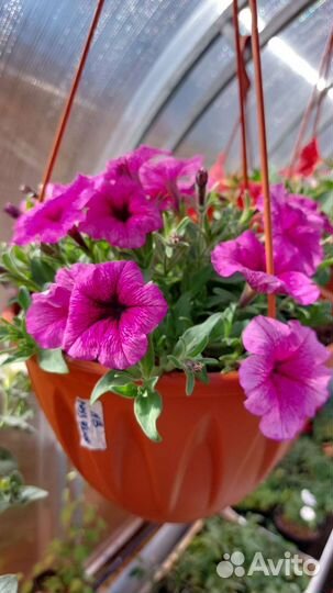 Петуния в кашпо