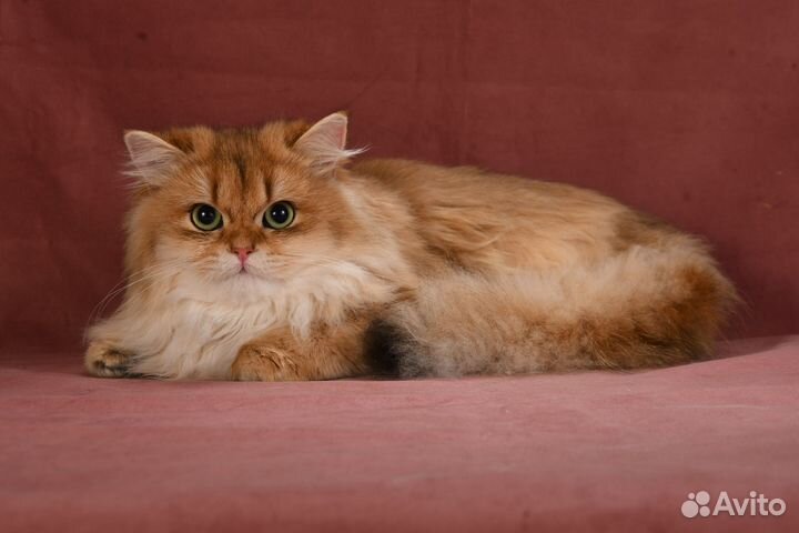 Британская длинношерстная