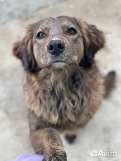 Собака в добрые руки