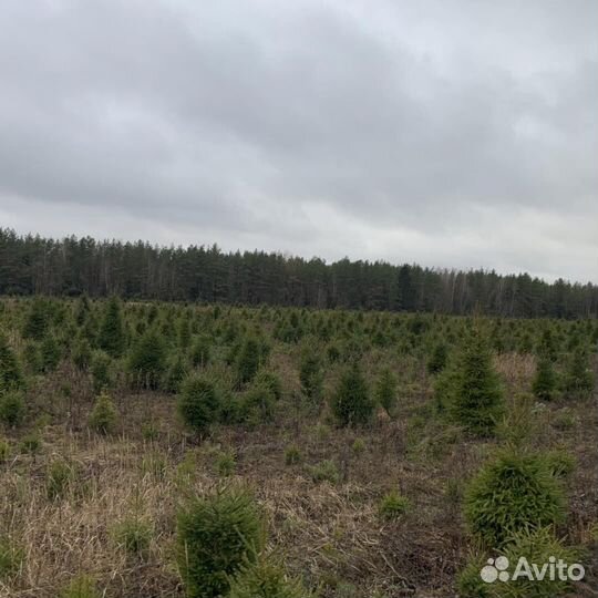 Сосни и ели оптом