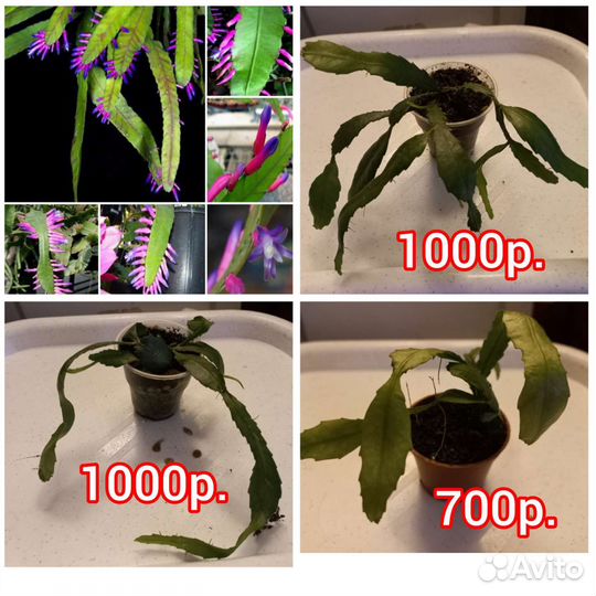 Вития Амазоника.Эпифитный лесной кактус