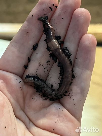 Червь дендробена