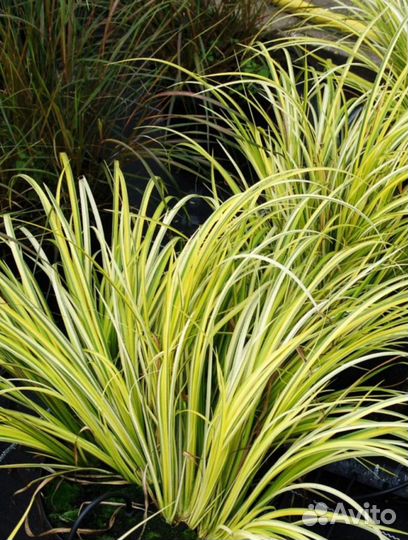 Разные декоротивные злаки. Аир для водоёма