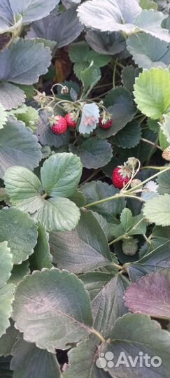 Рассада клубники