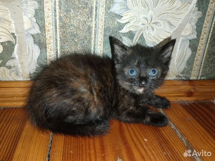 Котенок в дар