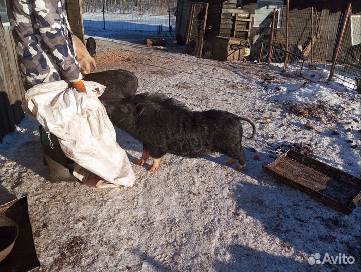 Вьетнамский хряк