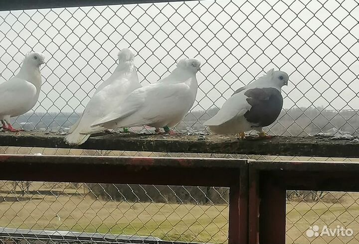 Голуби (мечуренская чайка, орловский турман)