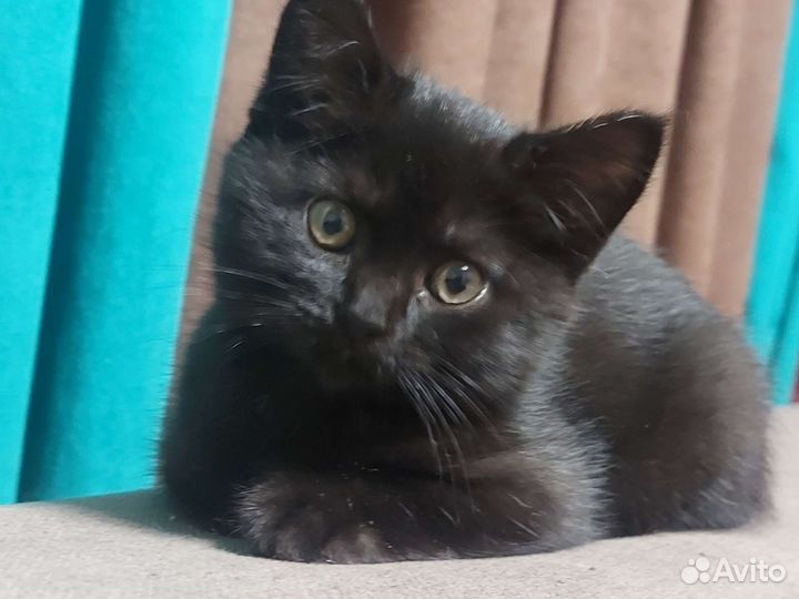 Британские котята