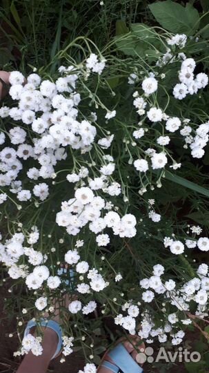 Кануфер бальзамический,сарацинская мята, ромашка