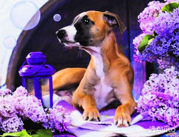 Алмазная мозаика 40x50 Милый пёс среди яркой сирен