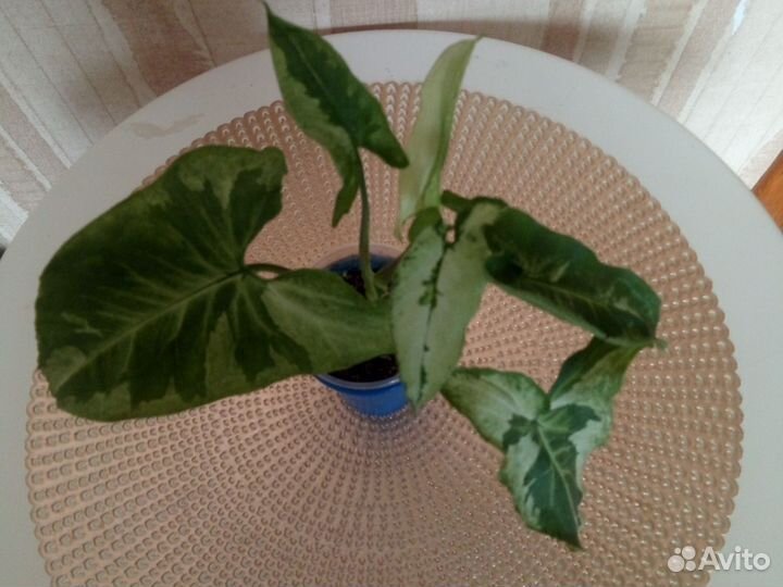 Сингониум жадэ