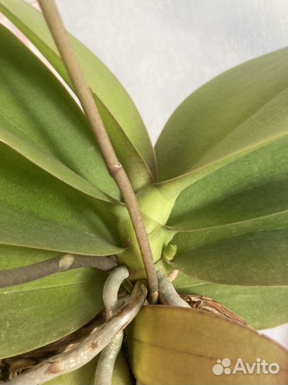 Орхидея фаленопсис