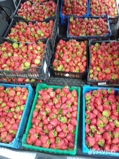 Клубника и рассада клубники