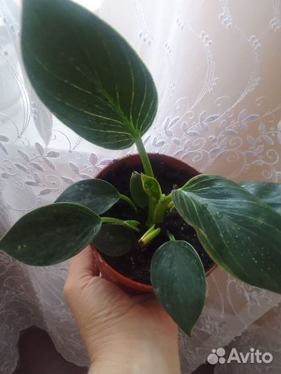 Филодендрон