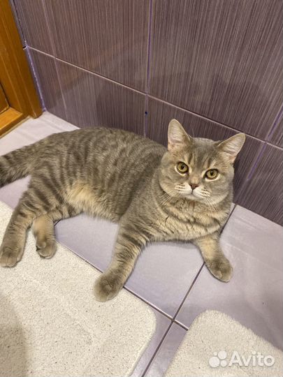 Вязка с Шотландским котом