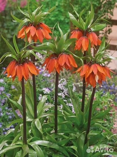 Рябчик императорский оранжевый