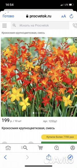 Крокосмия оранжевый