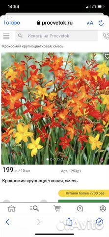 Крокосмия оранжевый