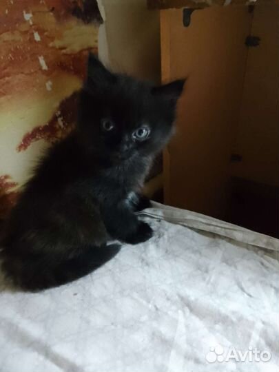 Отдаю бесплатно кошек в добрые руки