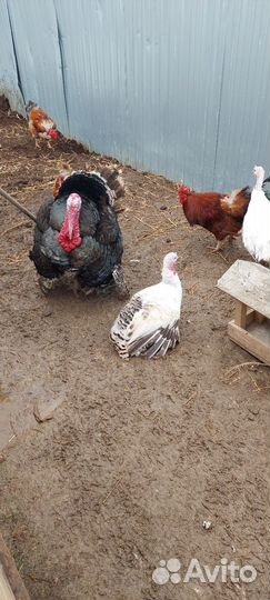 Инкубационное яйцо индейки, индюшата