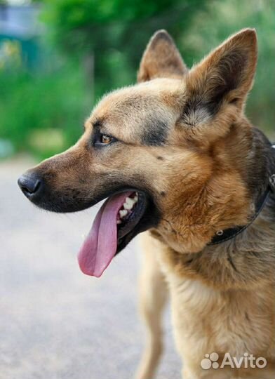 Домашнего Малыша сдали в приют