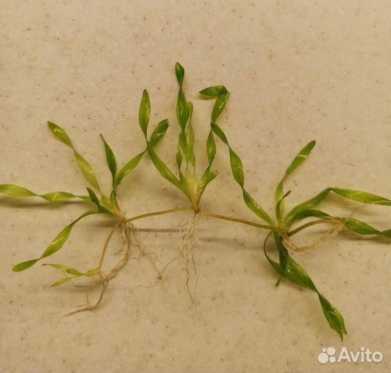 Водоросли криптокарина,Валленснерия спиралевидная