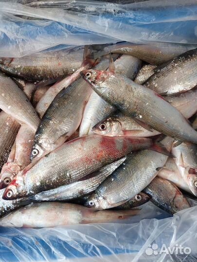 В замороженном виде