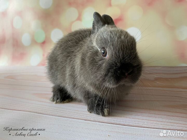 Карликовый породистый кролик Цветной карлик