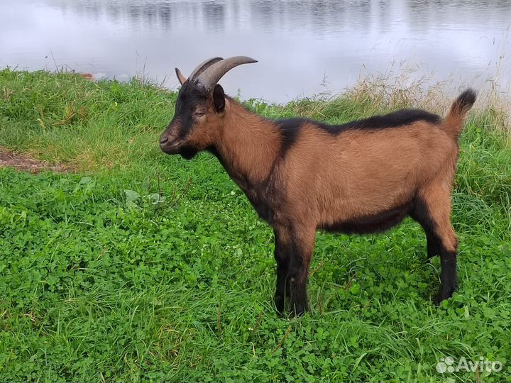 Два чешских козлика