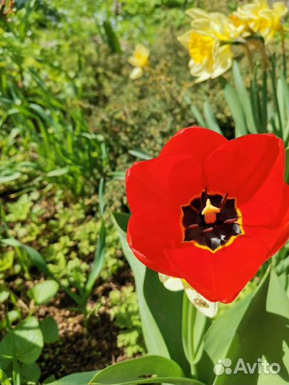 Саженцы тюльпанов с луковицами