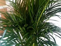 Пальма арека дипсис хризалидокарпус 110 см