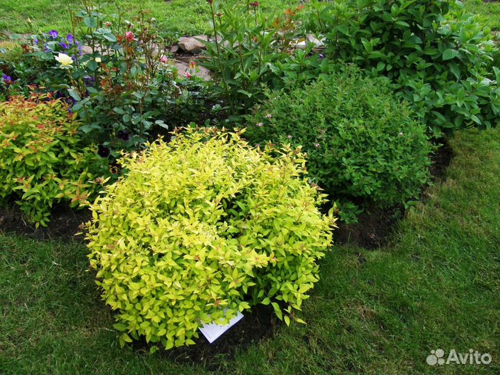 Садовые растения