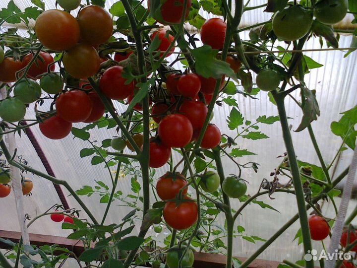 Семена самых вкусных томатов и перцев, дыни